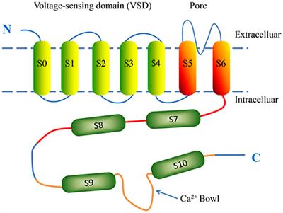 Molecular Mechanisms Underlying Renin-Angiotensin-Aldosterone System Mediated Regulation of BK Channels